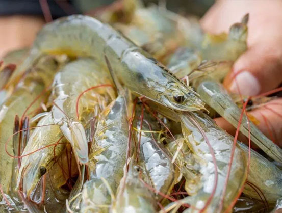 Shrimp