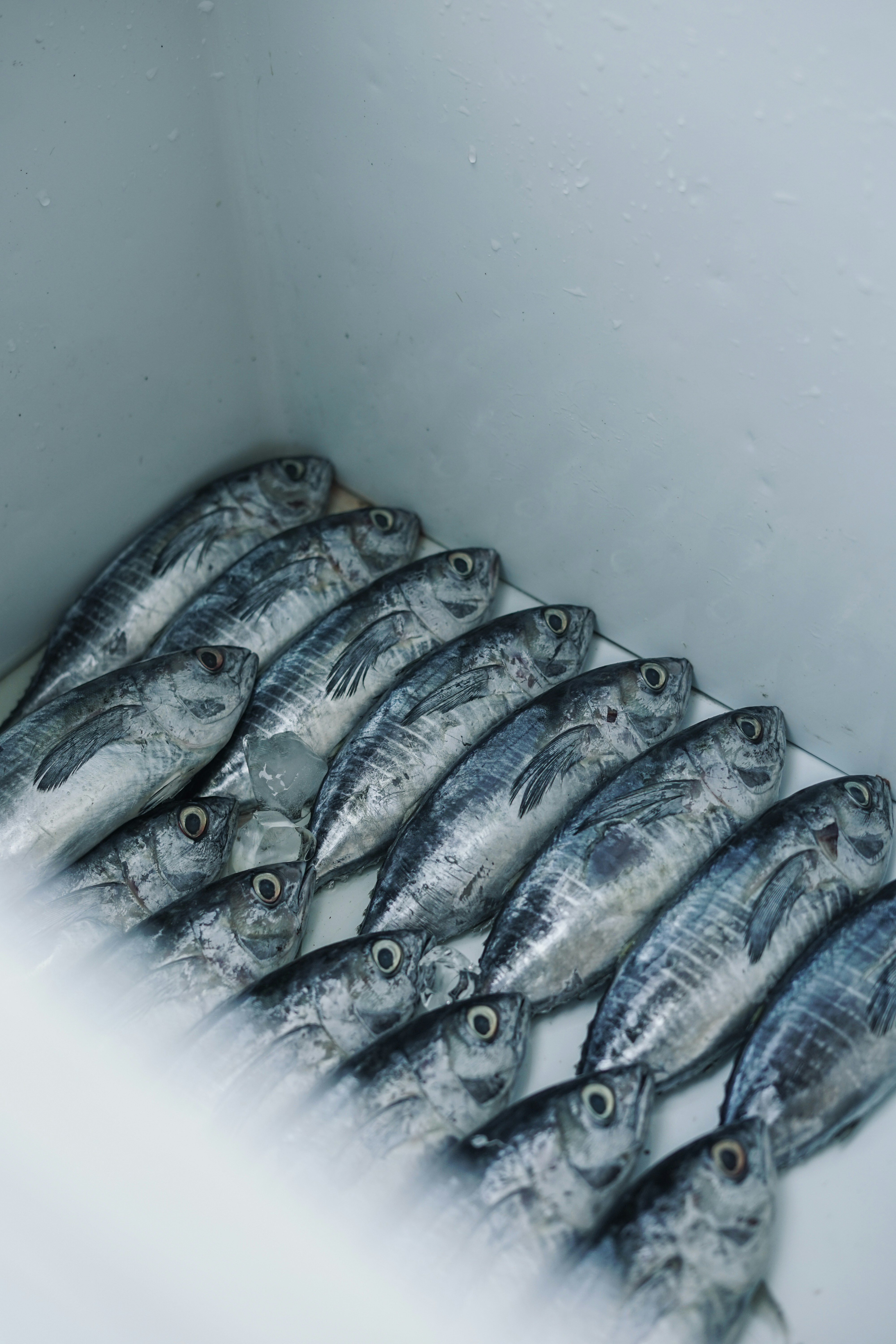 Frozen seafood