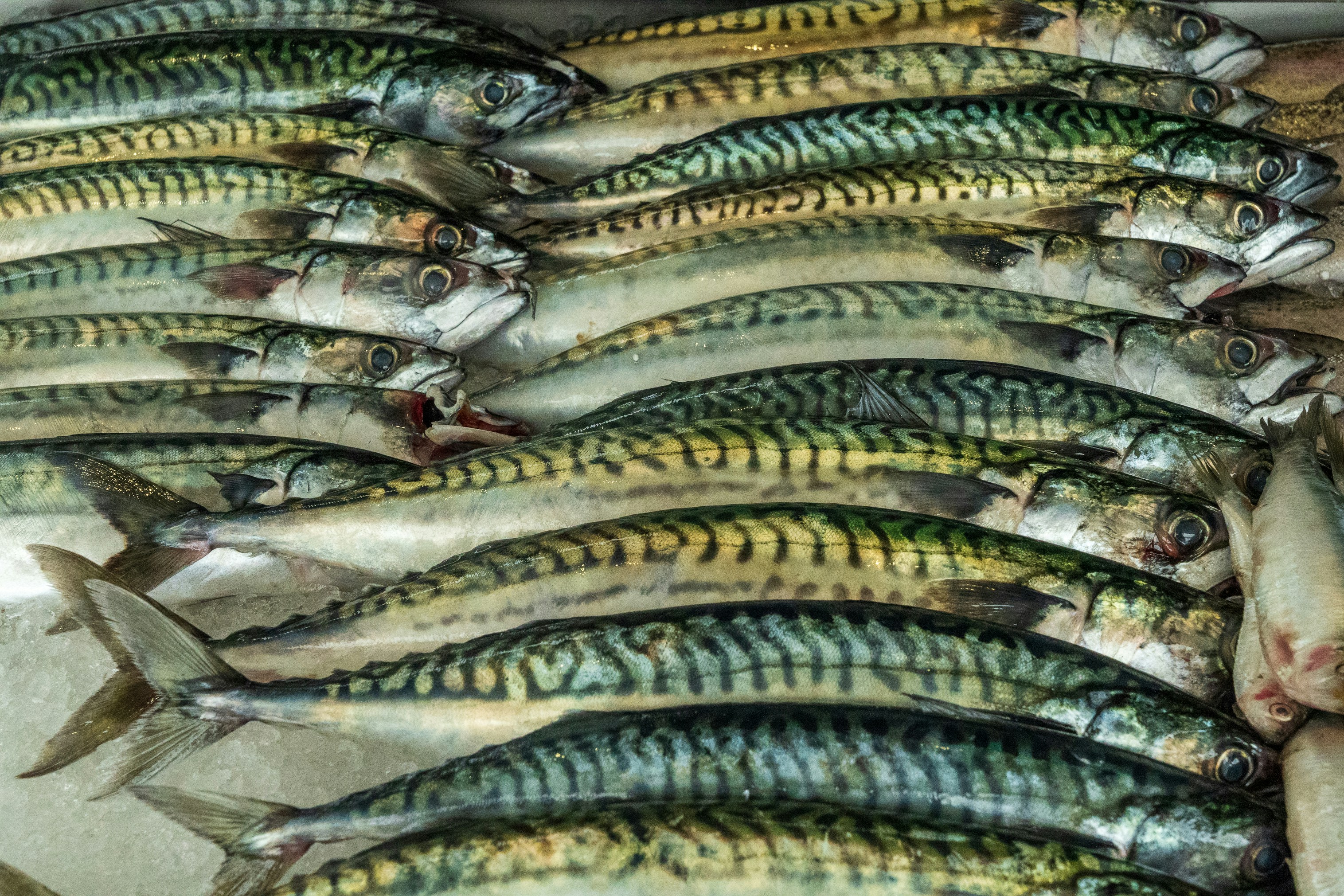 Tuna
