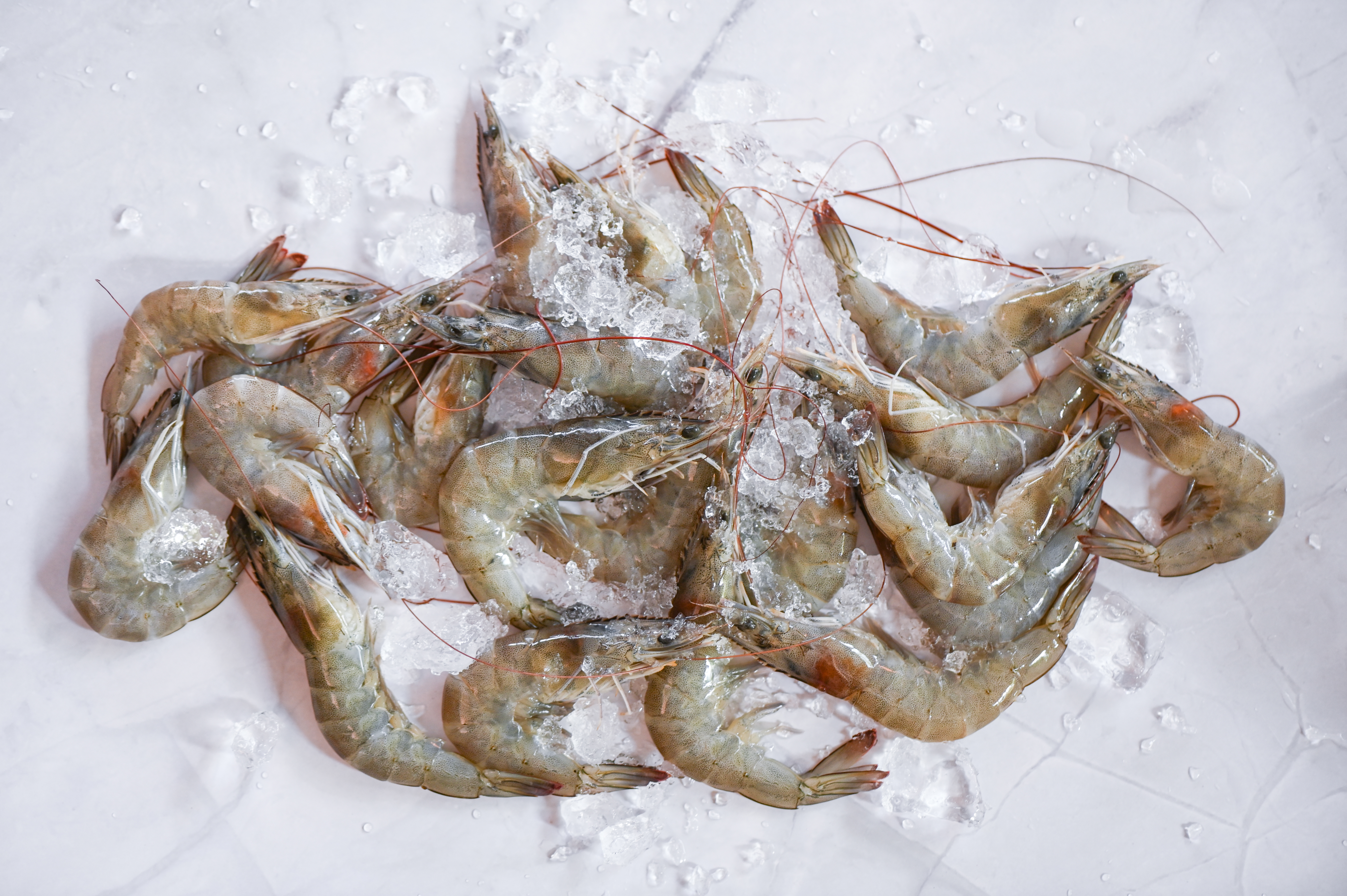 Squid on ice