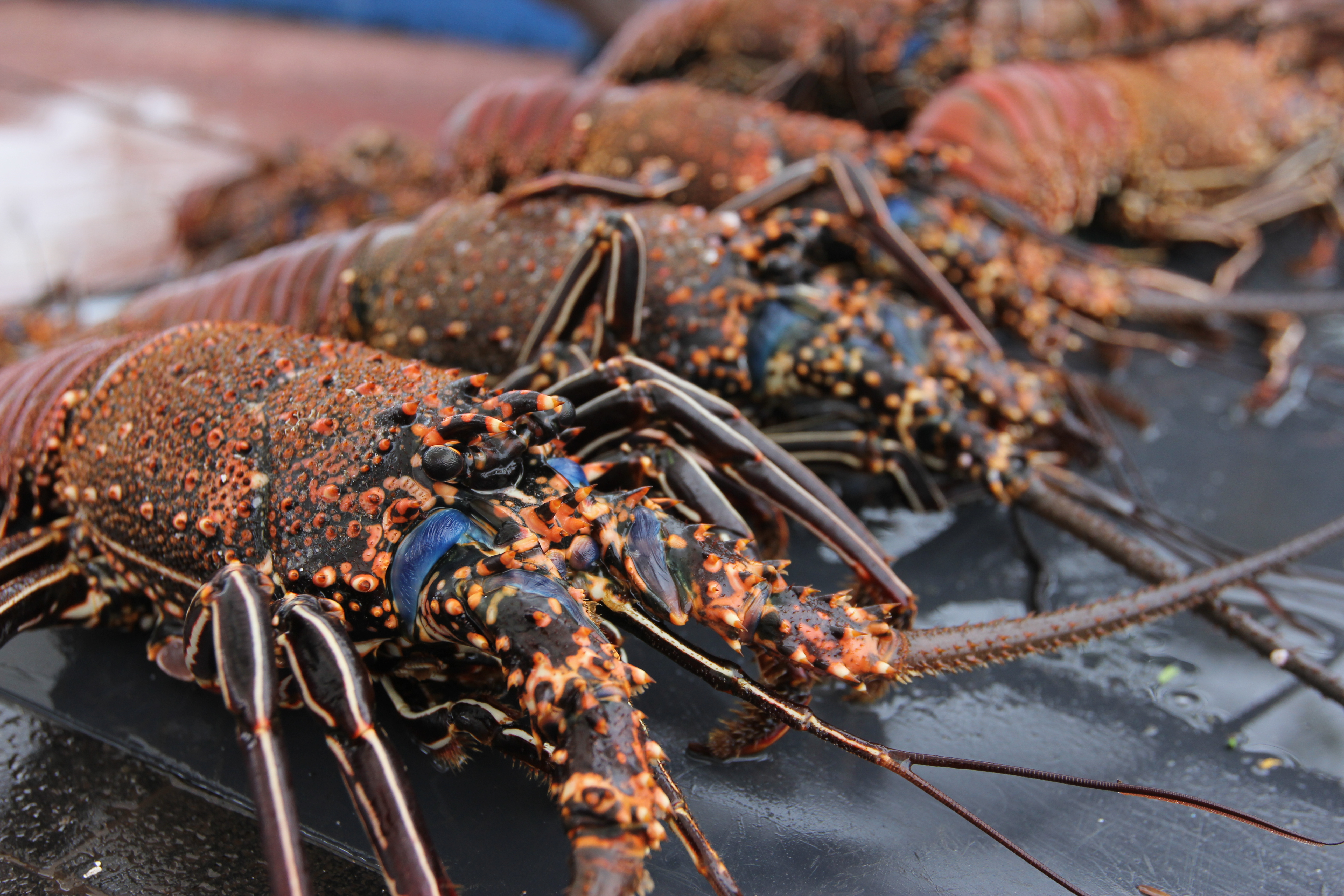Lobster
