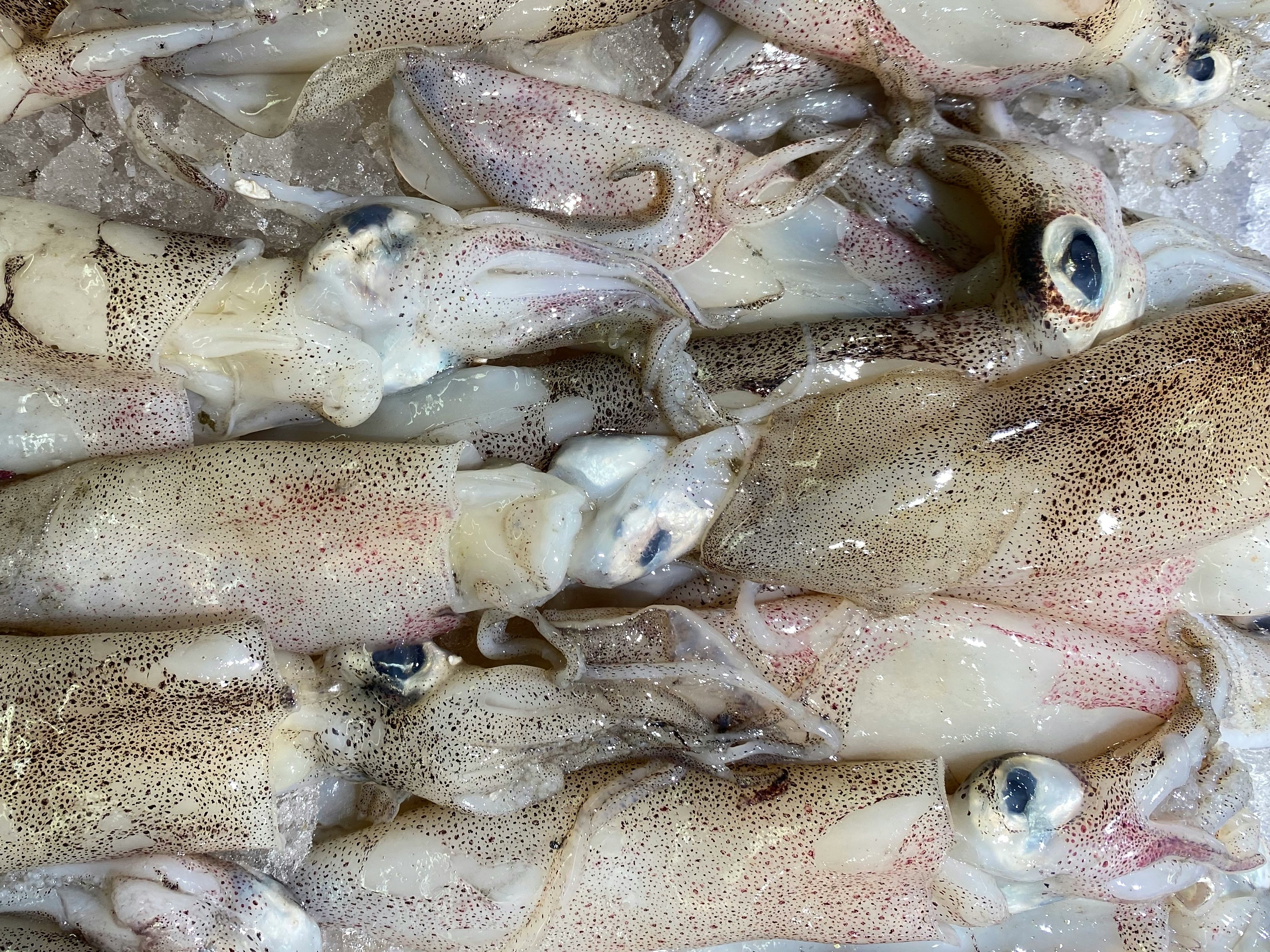 Molluscs