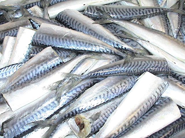 Small Pelagics