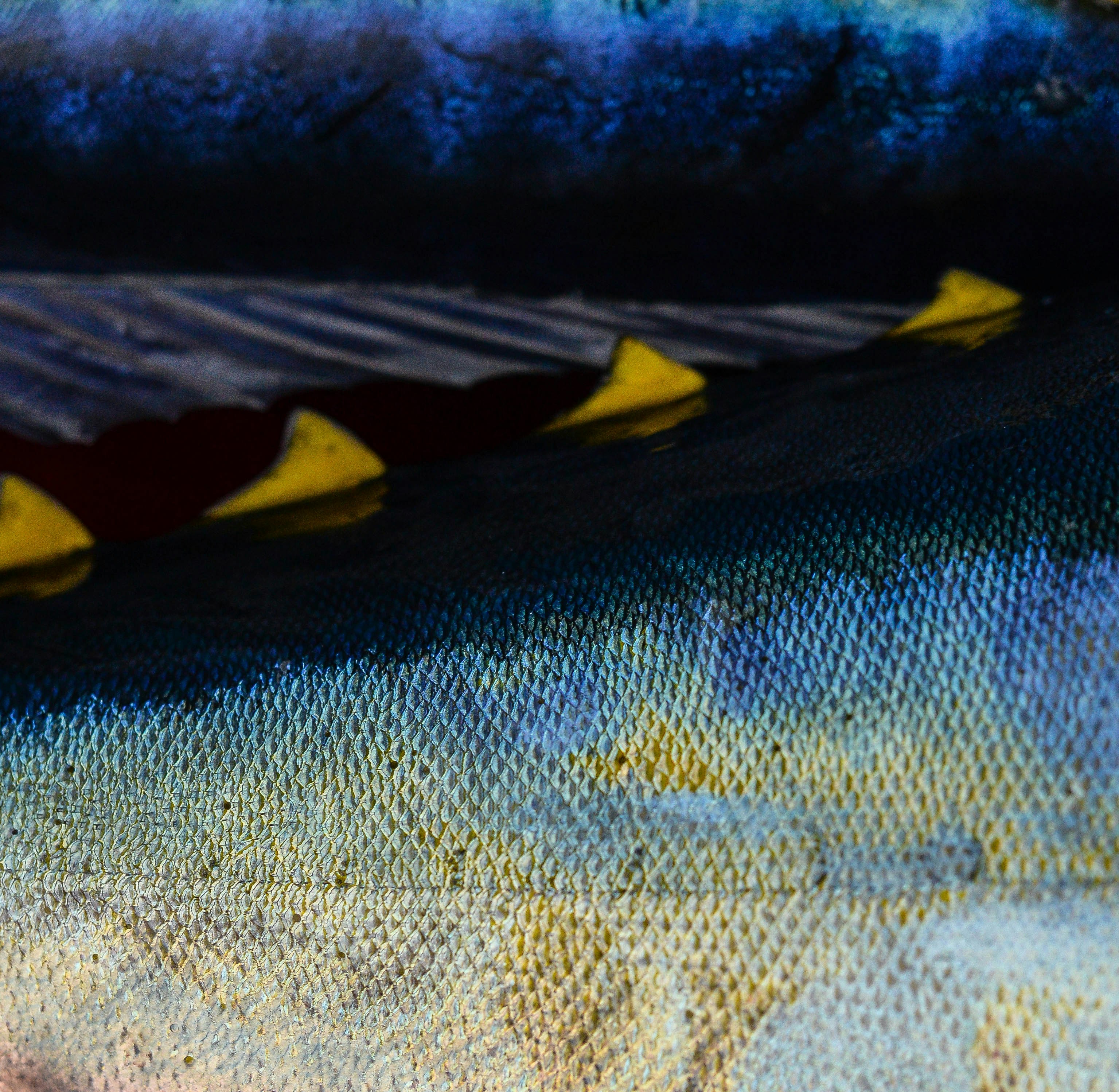Large Pelagics